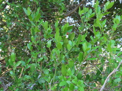 Scutia buxifolia