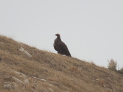 Aquila heliaca