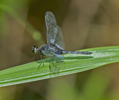 Erythrodiplax kimminsi