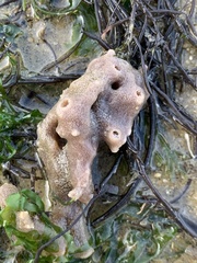 Dysideidae