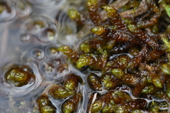 Scorpidium scorpioides