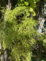 Polyscias fruticosa