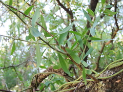 Acanthosyris spinescens