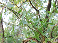 Acanthosyris spinescens