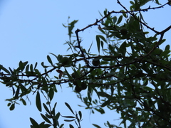 Acanthosyris spinescens