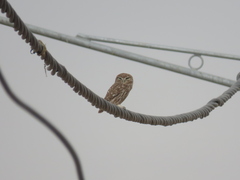 Athene noctua