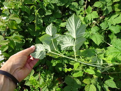 Rubus × idaeoides