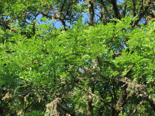 Image of Gleditsia amorphoides by (c) Florencia Grattarola, some rights reserved (CC BY)