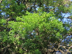 Gleditsia amorphoides