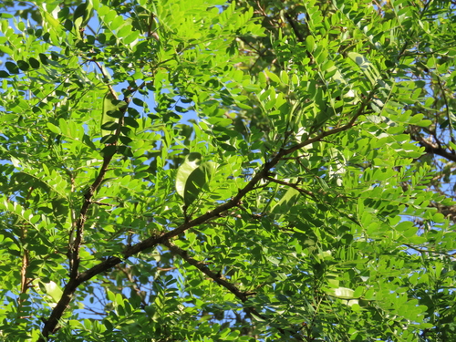 Image of Gleditsia amorphoides by (c) Florencia Grattarola, some rights reserved (CC BY)