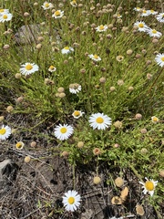 Brachyscome diversifolia