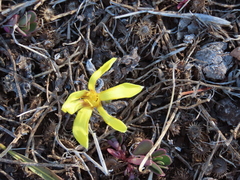 Zephyranthes americana