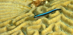 Elacatinus lobeli