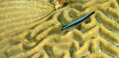Elacatinus lobeli