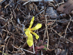 Zephyranthes americana