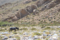 Equus asinus × caballus