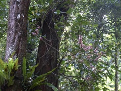 Dichaetanthera
