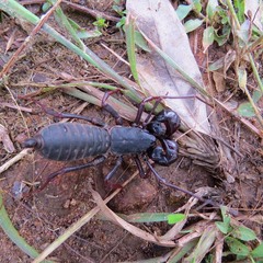 Thelyphonus sepiaris