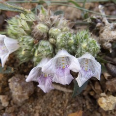 Lepidagathis cristata