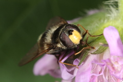 Eriozona syrphoides