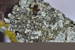 Parmelina pastillifera