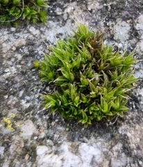 Orthotrichum diaphanum