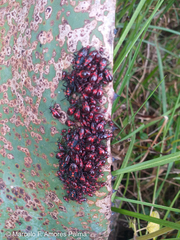 Oncopeltus orourkeae