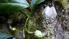 Ceropegia