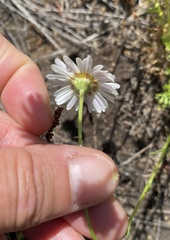 Brachyscome diversifolia