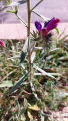 Echium sabulicola decipiens