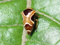 Horiola picta