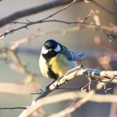 Parus major