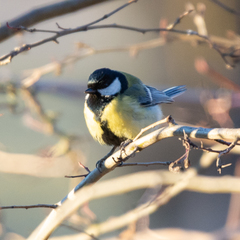 Parus major