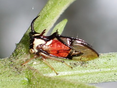 Cyphonia trifida