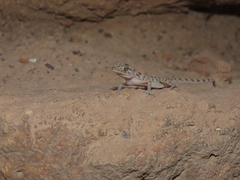 Cyrtopodion scabrum