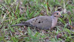 Zenaida macroura image
