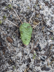 Opuntia drummondii