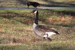 Branta canadensis