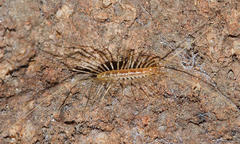 Scutigera linceci