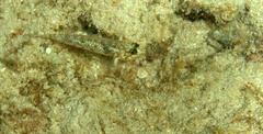 Coryphopterus dicrus
