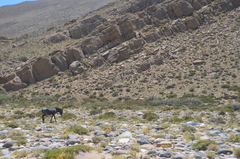Equus asinus × caballus