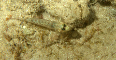 Coryphopterus dicrus