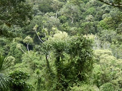 Polyscias fraxinifolia