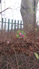 Symphoricarpos × chenaultii
