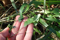 Senecio deltoideus
