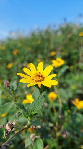 Wedelia silphioides, photograph 2