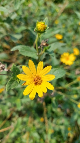 Wedelia silphioides, photograph 3
