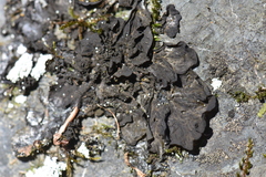 Collema flaccidum