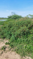 Wedelia silphioides, photograph Tomás Tamagno, CC BY, iNaturalist via GBIF