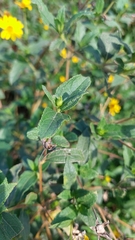 Wedelia silphioides, photograph Tomás Tamagno, CC BY, iNaturalist via GBIF